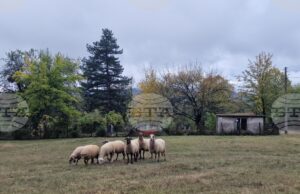 Националната овцевъдна и козевъдна асоциация изразява категоричното несъгласие на бранша с отказа от ваксинация срещу шарка по дребните преживни животни Националната овцевъдна и козевъдна асоциация изразява категоричното несъгласие на бранша с отказа от ваксинация срещу шарка по дребните преживни животни