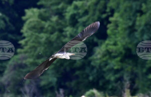 Отбелязваме Международния ден на мигриращите птици Отбелязваме Международния ден на мигриращите птици