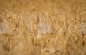 Пазарите на пшеница и царевица остават под натиск заради голямото предлагане и продължаващите жътви, отчитат експертите на ССБ