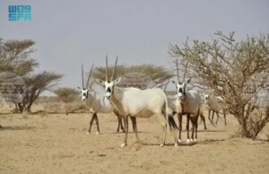 СПА: Кой е първият природен обект на Саудитска Арабия в списъка на световното наследство на ЮНЕСКО?