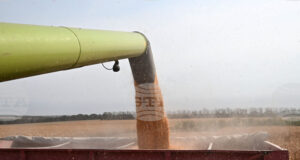 Световните пазари на пшеница и царевица остават под натиск от изобилни доставки и очаквани реколти, сочи анализ на ССБ