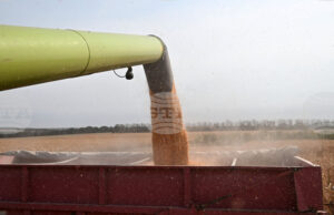 Световните пазари на пшеница и царевица остават под натиск от изобилни доставки и очаквани реколти, сочи анализ на ССБ