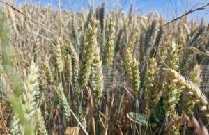 Спад в цените на пшеницата и царевицата на световните борсови пазари през седмицата отчитат от Софийската стокова борса