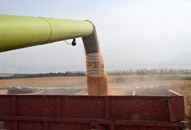 Глобалните стокови пазари останаха сравнително спокойни през изминалата седмица, отчитат Световните пазари на пшеница и царевица остават под натиск от изобилни доставки и очаквани реколти, сочи анализ на ССБ