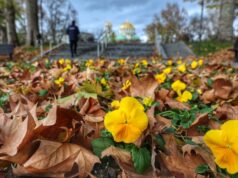 Днес ще е предимно слънчево с временни увеличения на облачността есен