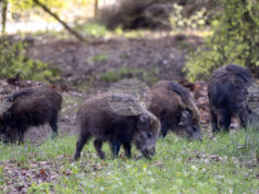 Испания съобщи за първи случаи на африканска чума по свинете от 1994 г.