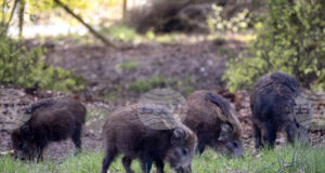 Испания съобщи за първи случаи на африканска чума по свинете от 1994 г.
