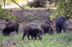 Испания съобщи за първи случаи на африканска чума по свинете от 1994 г.