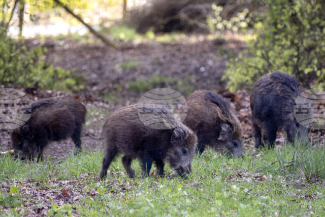 Испания съобщи за първи случаи на африканска чума по свинете от 1994 г.