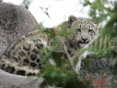 КАБАР: Киргизстан ще стане „снежния леопард“ на Централна Азия, заяви премиерът Касъмалиев КАБАР: Киргизстан ще стане "снежния леопард" на Централна Азия, заяви премиерът Касъмалиев