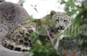 КАБАР: Киргизстан ще стане "снежния леопард" на Централна Азия, заяви премиерът Касъмалиев