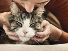 Митът за „хипоалергенните котки“