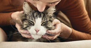 Митът за „хипоалергенните котки“