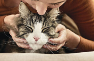 Митът за „хипоалергенните котки“