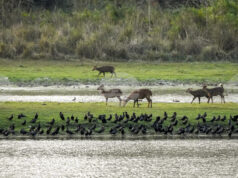 Наблюдението на дивите животни от космоса ще бъде възобновено след тригодишно прекъсване