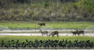 Наблюдението на дивите животни от космоса ще бъде възобновено след тригодишно прекъсване