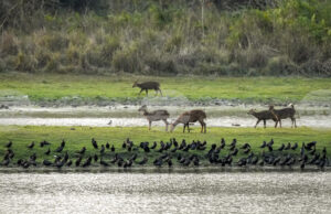Наблюдението на дивите животни от космоса ще бъде възобновено след тригодишно прекъсване