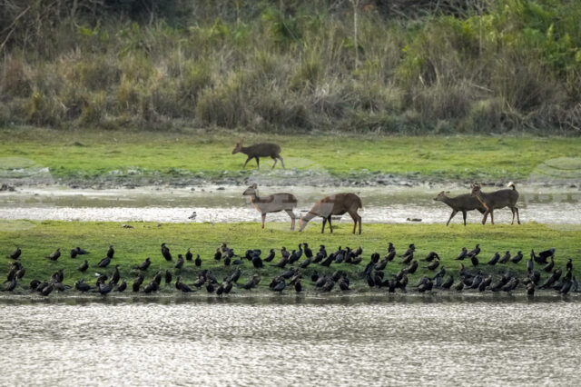 Наблюдението на дивите животни от космоса ще бъде възобновено след Наблюдението на дивите животни от космоса ще бъде възобновено след тригодишно прекъсване