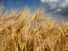 Няма чувствителни промени в световните цени на основните борсови стоки, отчитат експертите на Софийската стокова борса