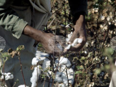 Очаква се производството на памук в Индия да спадне до 17-годишно дъно заради силни и нетипични дъждове Очаква се производството на памук в Индия да спадне до 17-годишно дъно заради силни и нетипични дъждове