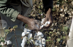 Очаква се производството на памук в Индия да спадне до 17-годишно дъно заради силни и нетипични дъждове