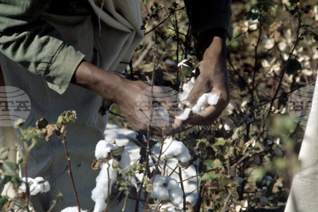 Очаква се производството на памук в Индия да спадне до Очаква се производството на памук в Индия да спадне до 17-годишно дъно заради силни и нетипични дъждове