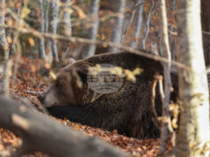 Паркът за мечки в Белица празнува 25 години от създаването си, обитателите му се подготвят за зимен сън Паркът за мечки в Белица празнува 25 години от създаването си, обитателите му се подготвят за зимен сън