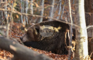Паркът за мечки в Белица празнува 25 години от създаването си, обитателите му се подготвят за зимен сън