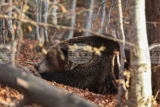Паркът за мечки в Белица празнува 25 години от създаването Паркът за мечки в Белица празнува 25 години от създаването си, обитателите му се подготвят за зимен сън