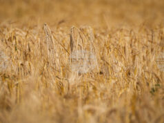 Цената на пшеницата в Европа остава стабилна, в САЩ се покачва през седмицата, отчитат от Софийската стокова борса Цената на пшеницата в Европа остава стабилна, в САЩ се покачва през седмицата, отчитат от Софийската стокова борса