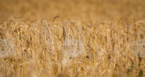 Цената на пшеницата в Европа остава стабилна, в САЩ се покачва през седмицата, отчитат от Софийската стокова борса