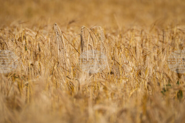 Цената на пшеницата в Европа остава стабилна, в САЩ се Цената на пшеницата в Европа остава стабилна, в САЩ се покачва през седмицата, отчитат от Софийската стокова борса