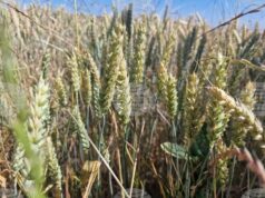 Цените на пшеницата по световните борси са се повишили умерено през октомври, сочи анализ на ССБ