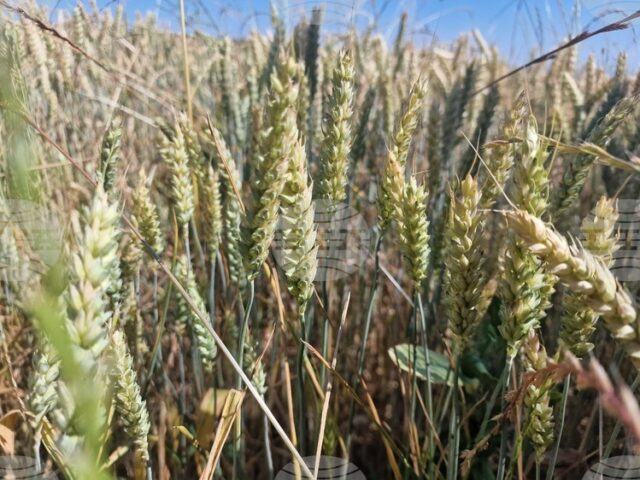 Цените на пшеницата по световните борси са се повишили умерено Цените на пшеницата по световните борси са се повишили умерено през октомври, сочи анализ на ССБ