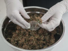 Босна и Херцеговина легализира използването на марихуана за медицински цели, експерти призовават за контрол и предпазливост