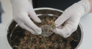 Босна и Херцеговина легализира използването на марихуана за медицински цели, експерти призовават за контрол и предпазливост