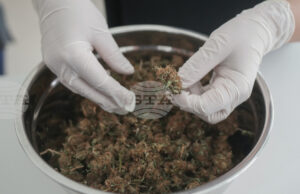 Босна и Херцеговина легализира използването на марихуана за медицински цели, експерти призовават за контрол и предпазливост