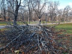 Екипи на Столичната община работят на терен по сигнали във връзка със силния вятър