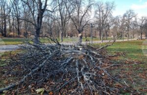 Екипи на Столичната община работят на терен по сигнали във връзка със силния вятър