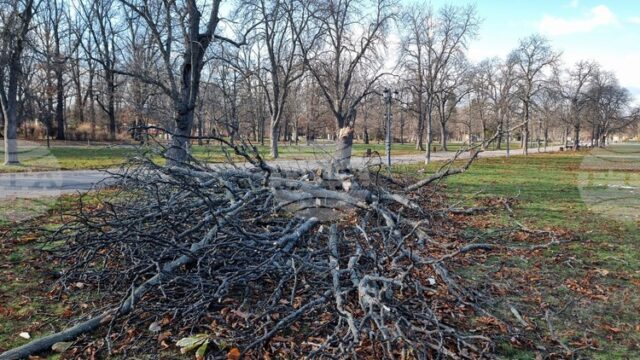Екипи на Столичната община работят на терен по сигнали във връзка със силния вятър