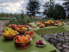 Електронните формуляри за обвързано подпомагане на плодове и зеленчуци за Кампания 2025 са публикувани на страницата на Държавен фонд „Земеделие“ Електронните формуляри за обвързано подпомагане на плодове и зеленчуци за Кампания 2025 са публикувани на страницата на Държавен фонд „Земеделие“