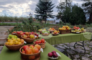 Електронните формуляри за обвързано подпомагане на плодове и зеленчуци за Кампания 2025 са публикувани на страницата на Държавен фонд „Земеделие“ Електронните формуляри за обвързано подпомагане на плодове и зеленчуци за Кампания 2025 са публикувани на страницата на Държавен фонд „Земеделие“