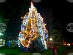 Жива коледна елха, посадена преди 22 години, грейна в градския парк в Борово