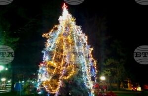 Жива коледна елха, посадена преди 22 години, грейна в градския парк в Борово