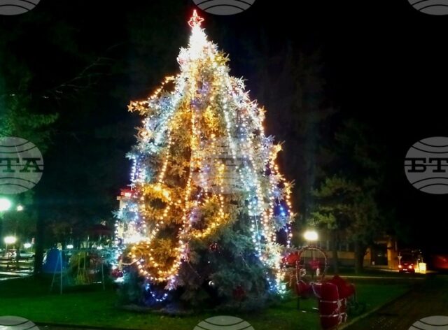 Жива коледна елха, посадена преди 22 години, грейна в градския парк в Борово