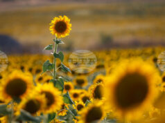 ИКОНОМИКА 2025 
                                                                                                Европейска комисия отчете постигнатото в областта на селското стопанство за първата година на управлението си