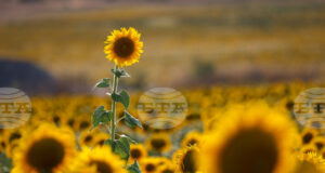 ИКОНОМИКА 2025 
                                                                                                Европейска комисия отчете постигнатото в областта на селското стопанство за първата година на управлението си