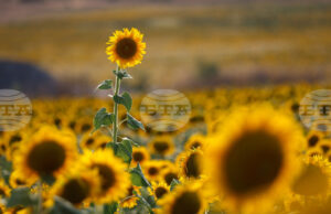 ИКОНОМИКА 2025 
                                                                                                Европейска комисия отчете постигнатото в областта на селското стопанство за първата година на управлението си