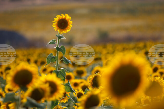 ИКОНОМИКА 2025 
                                                                                                Европейска комисия отчете постигнатото в областта на селското стопанство за първата година на управлението си