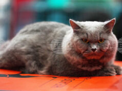 Котаракът Максимус на белгийския премиер засенчва по слава котарака Лари на британските премиери Котаракът Максимус на белгийския премиер засенчва по слава котарака Лари на британските премиери